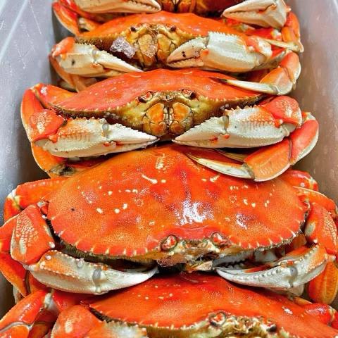 Live Dungeness Crab - Fresh from the Washington and Oregon Coast - Image 4