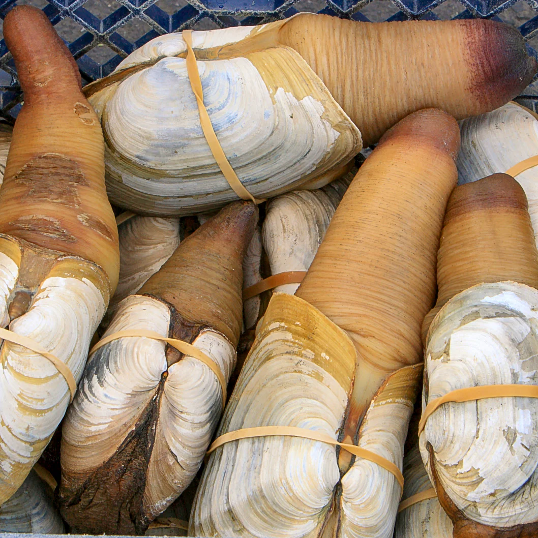 Live Geoduck Clam - Premium Quality from Global Seafoods - Image 2