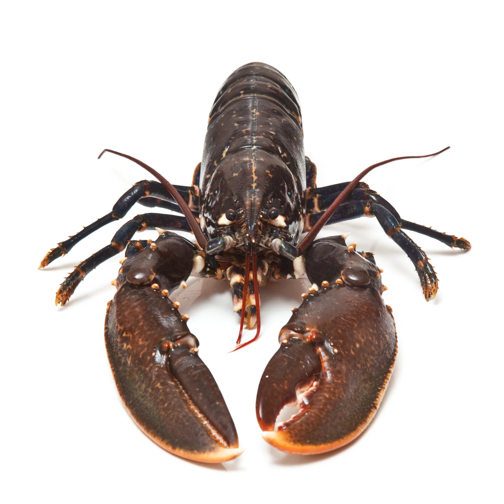 Order Live Maine Lobster – Fresh, Sustainably Sourced Whole Lobsters Delivered Overnight - Image 3